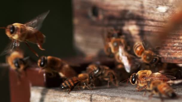 European Honey Bee Apis Mellifera Férfi Felszállás Méhkaptár Normandiában Lassított — Stock videók