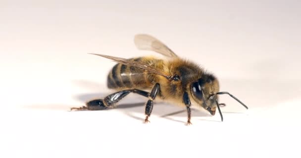 Europejska Pszczoła Miodna Apis Mellifera Czarna Pszczoła Białym Tle Normandia — Wideo stockowe