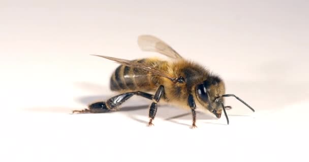 Европейская Медовая Пчела Apis Mellifera Черная Пчела Белом Фоне Norhaby — стоковое видео