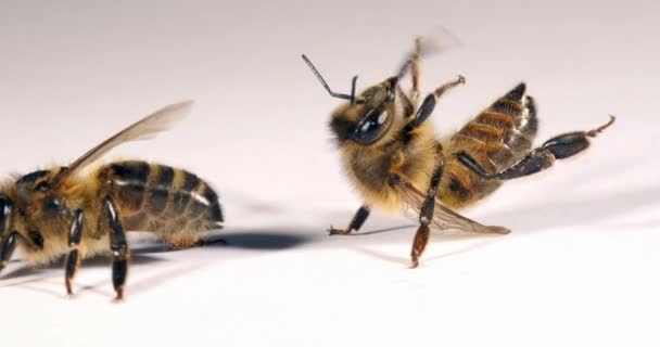 European Honey Bee Apis Mellifera Black Bee白い背景で振り向いてみると ノルマンディー リアルタイム4K — ストック動画