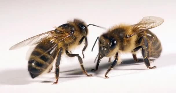 Europese Honingbij Apis Mellifera Zwarte Bijen Tegen Witte Achtergrond Normandië — Stockvideo