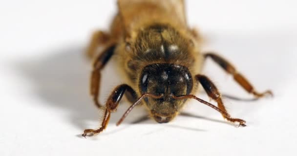 Európai Mézelő Méh Apis Mellifera Queen White Background Normandia Real — Stock videók