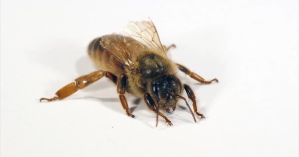 European Honey Bee Apis Mellifera Queen White Background Normandy Real — ストック動画