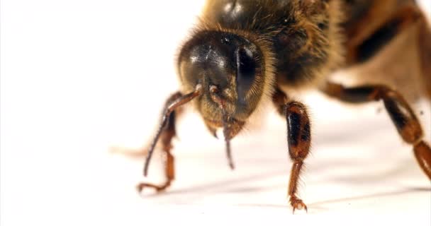 European Honey Bee Apis Mellifera Queen White Bakgrund Normandie Realtid — Stockvideo