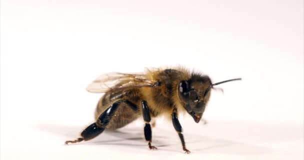 Abeja Miel Europea Apis Mellifera Abeja Negra Acicalándose Contra Fondo — Vídeo de stock