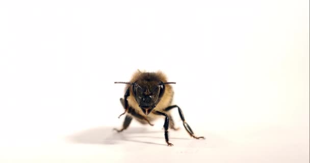 Ape Miele Europeo Apis Mellifera Ape Nera Toelettatura Sfondo Bianco — Video Stock