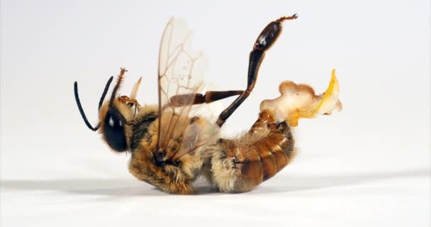 European Honey Bee Apis Mellifera 男性用ドローン Endophalus完全にリリース 明確なので 再現のために良い ノルマンディー — ストック動画