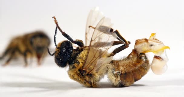 欧洲蜜蜂 内窥镜完全释放 对繁殖没有好处 诺曼底 实时处理4K — 图库视频影像