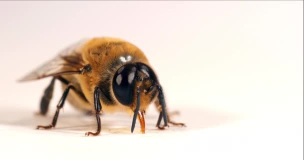 Europejska Pszczoła Miodna Apis Mellifera Samiec Drona Liżący Kroplę Miodu — Wideo stockowe