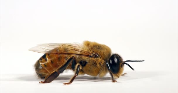 European Honey Bee Apis Mellifera Pes Proti Bílému Pozadí Normandie — Stock video