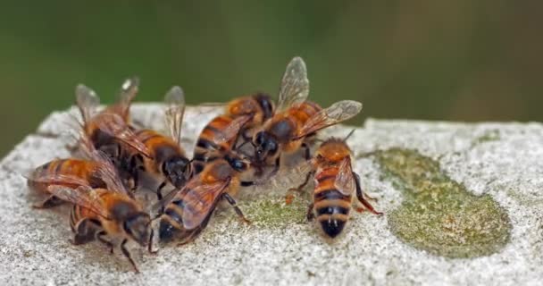 Европейская Медовая Пчела Apis Mellifera Пчелы Пьют Воду Камне Halaxy — стоковое видео