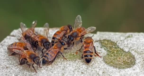 European Honey Bee Apis Mellifera Bees Drinking Water Stone Trophalaxy — Stock Video