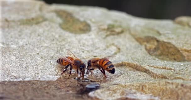 European Honey Bee Apis Mellifera Api Che Bevono Acqua Una — Video Stock