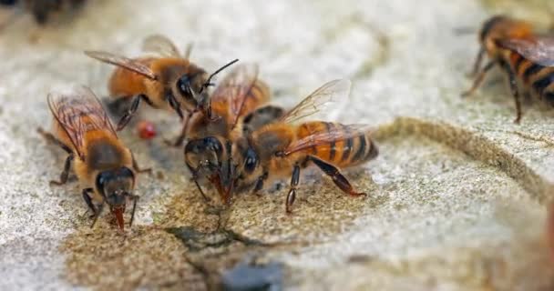 Europejska Pszczoła Miodna Apis Mellifera Pszczoły Pijące Wodę Kamieniu Normandia — Wideo stockowe