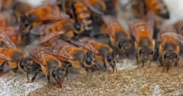 European Honey Bee Apis Mellifera Bees Drinking Water Stone Normandie — Stockvideo