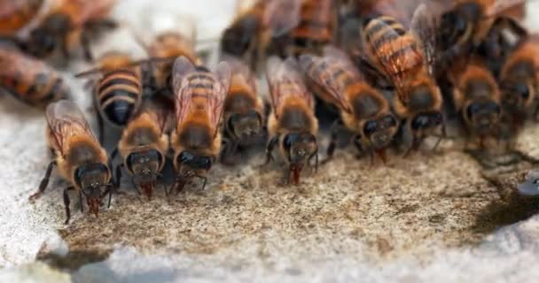 Europäische Honigbiene Apis Mellifera Bienen Trinken Wasser Auf Einem Stein — Stockvideo