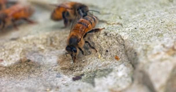 Europejska Pszczoła Miodna Apis Mellifera Pszczoły Pijące Wodę Kamieniu Normandia — Wideo stockowe