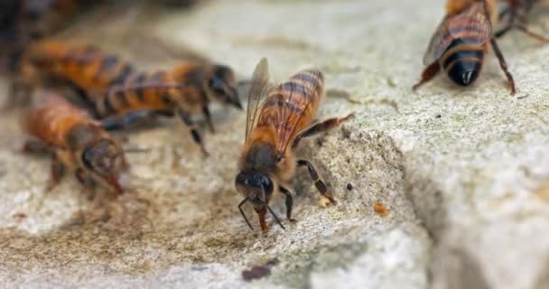 Europejska Pszczoła Miodna Apis Mellifera Pszczoły Pijące Wodę Kamieniu Normandia — Wideo stockowe