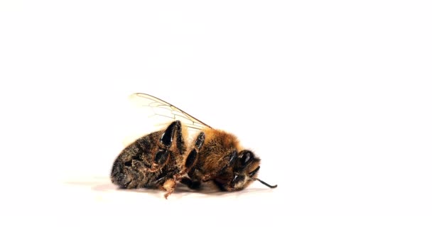 Europäische Honigbiene Apis Mellifera Schwarze Biene Quält Sich Auf Weißem — Stockvideo