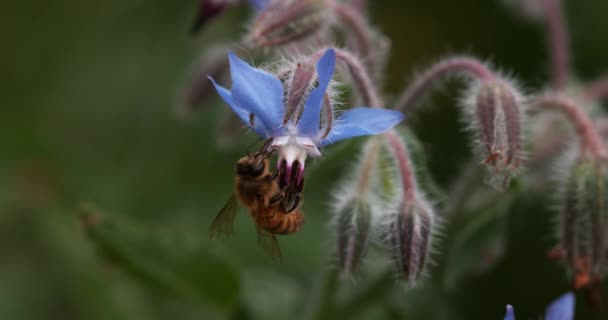 Európai Mézelő Méh Apis Mellifera Méhek Borágó Virágot Hajtanak Beporzásról — Stock videók