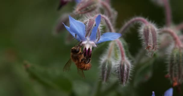 Avrupa Bal Arısı Aspis Mellifera Bee Booting Borage Flower Tozlaşma — Stok video