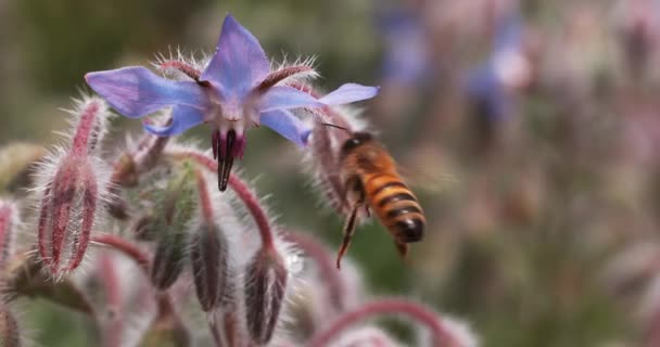 Európai mézelő méh, apis mellifera, méhek borágó virágot hajtanak, beporzásról szóló törvény, Normandia, valós idejű 4k