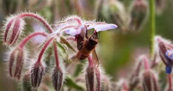 Европейская Медовая Пчела Apis Mellifera Пчела Забирающая Цветок Боража Закон — стоковое видео