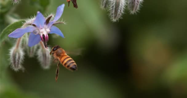 Abeja Miel Europea Apis Mellifera Bee Booting Una Flor Borraja — Vídeo de stock