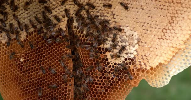 Europese Honingbij Apis Mellifera Zwarte Bijen Een Wilde Straal Alveolus — Stockvideo