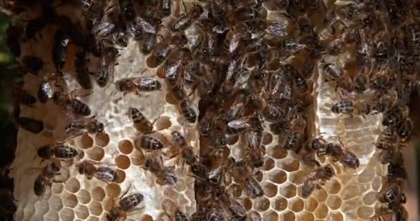 Abelha Mel Europeia Apis Mellifera Abelhas Negras Raio Selvagem Alveolus — Vídeo de Stock