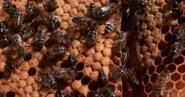 Europejska Pszczoła Miodna Apis Mellifera Pszczoły Pracujące Dzikim Promieniu Natural — Wideo stockowe