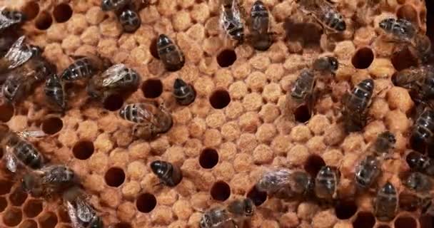 Abelha Mel Europeia Apis Mellifera Abelhas Trabalhando Raio Selvagem Ninhada — Vídeo de Stock