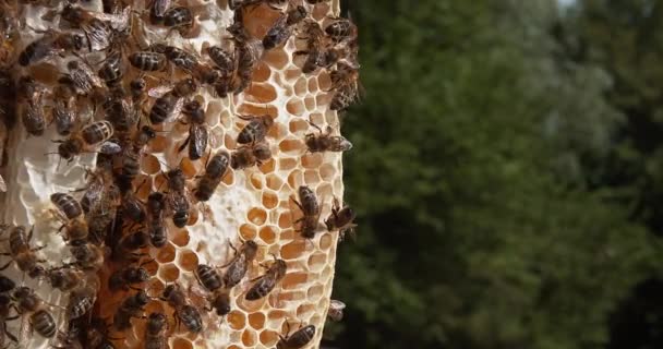Europäische Honigbiene Apis Mellifera Bienen Die Einem Wildstrahl Arbeiten Natürliche — Stockvideo