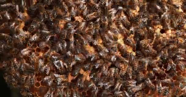 European Honey Bee Apis Mellifera Bees Working Wild Ray Natural — ストック動画