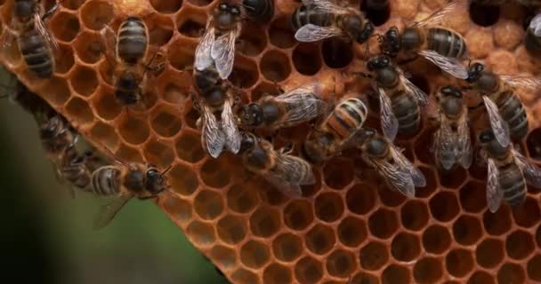 Европейская Медовая Пчела Apis Mellifera Пчелы Работающие Диком Луче Natural — стоковое видео