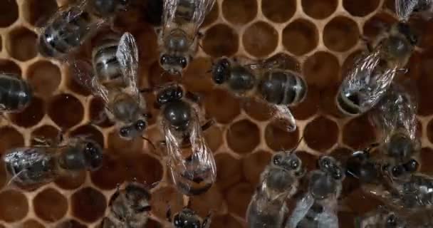 Avrupa Bal Arısı Apis Mellifera Vahşi Ray Üzerinde Çalışan Arılar — Stok video