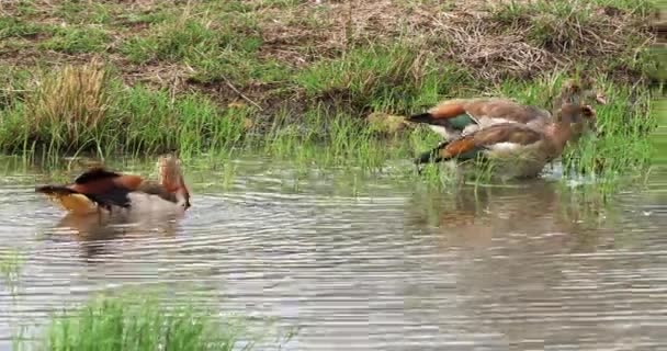 Egyptian Geese Alopochen Aegyptiacus Adults Standing Water Nairobi National Park — 비디오