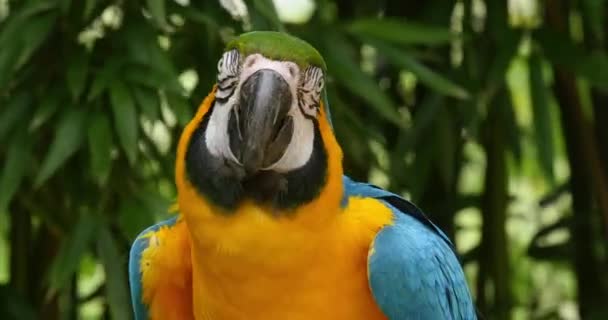 Blågul Macaw Ara Ararauna Porträtt Vuxen Realtid — Stockvideo