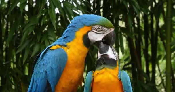Macaw bleu et jaune, ararauna, bec adulte en bec, temps de bobine 4K 