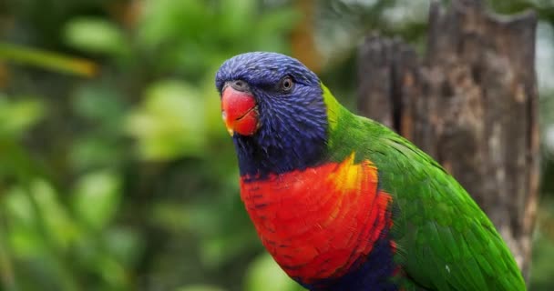 Lori arc-en-ciel, trichoglossus haematodus moluccanus, adulte debout sur la branche, temps réel 4K 