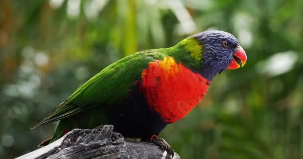 Lorikeet Arcobaleno Trichoglossus Haematodus Moluccanus Adulto Piedi Sul Ramo Tempo — Video Stock