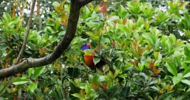 Rainbow Loriket Trichoglossus Haemedous Moluccanus 枝に立つ大人 リアルタイム4K — ストック動画