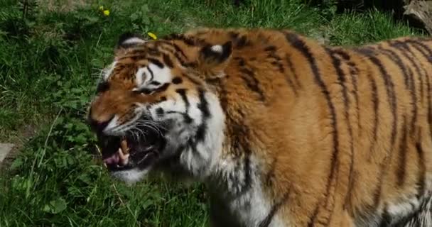 Tygrys Syberyjski Pantera Tigris Altaica Portret Dorosłego Warczenia Pozycji Obronnej — Wideo stockowe