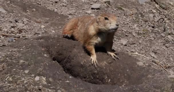 Svartstjärtad Präriehund Cynomys Ludovicianus Står Vid Den Entrance Realtid — Stockvideo