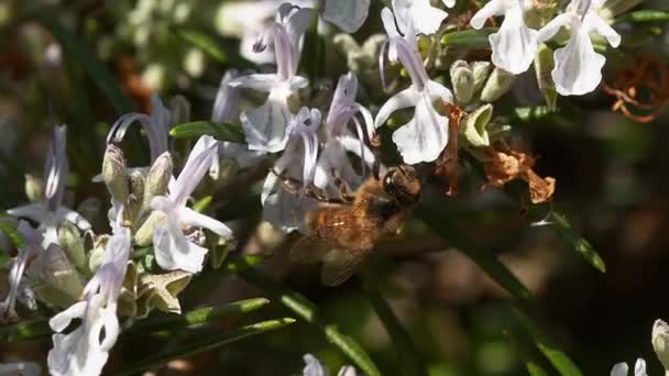 European Honey Bee Apis Mellifera Bee Foraging Rosemary Flower Pollination — ストック動画