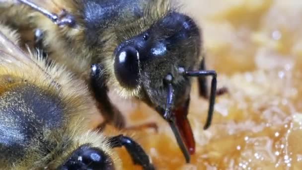 European Honey Bee Apis Mellifera Bee Licking Honey Hive Normandy — 비디오