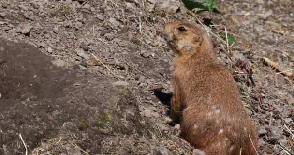 Perro Pradera Cola Negra Cynomys Ludovicianus Pie Entrada Guarida Tiempo — Vídeos de Stock