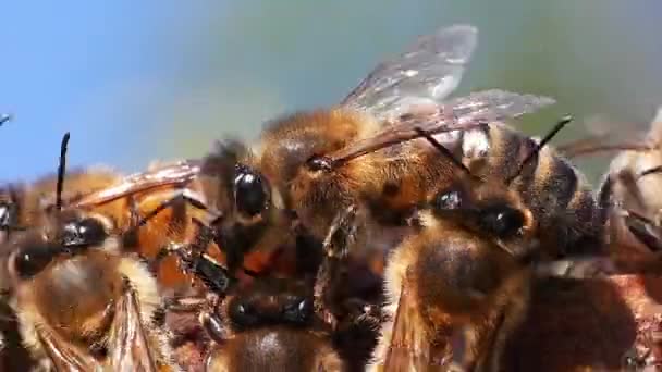 Europese Honingbij Apis Mellifera Bijenkorf Normandië Real Time — Stockvideo