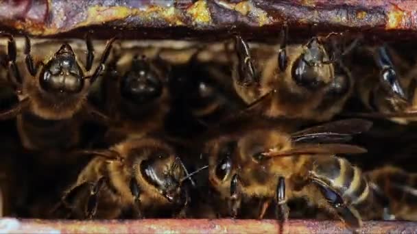 Europese Honingbij Apis Mellifera Bijenruimte Bijenkorf Normandië Real Time — Stockvideo