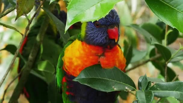 Rainbow Lorikeet Trichoglossus Blood Atodus Moluccanus Adult Standing Branch Real — 图库视频影像